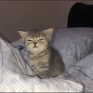 Meet your Posher, Imani